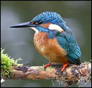 Eisvogel.1.9.03.1.2