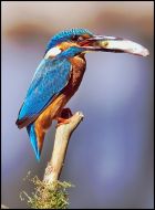 Eisvogel.25.7.03.3