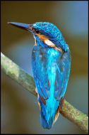 Eisvogel.29.7.03.1