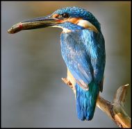 Eisvogel.29.8.03.1.3
