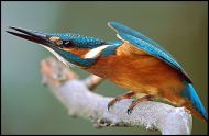 Eisvogel.8.8.03.1