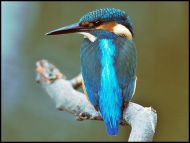 Eisvogel.8.8.03.2