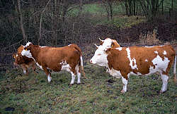 Hinterwaelder Rinder bei Frankenau