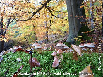tl_files/fM_k0002/Bilder_Rezensionen/Naturschutz in Hessen 2018.jpg