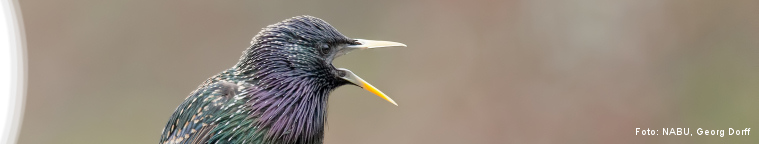 Die schönsten Vogelgeschichten aus Brehms Thierleben